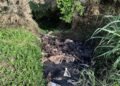NZ – Outrage Grows in Far North Over Illegal Dumping of Animal Carcasses Threatening Water Supply