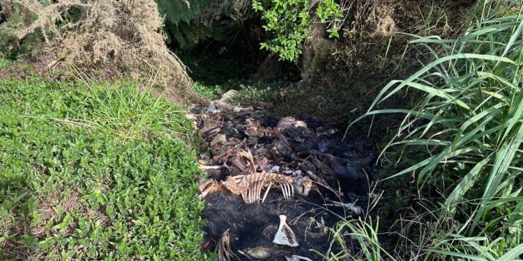 NZ – Outrage Grows in Far North Over Illegal Dumping of Animal Carcasses Threatening Water Supply