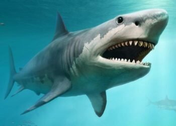 AUS – Esperance Residents Urge Action After Series of Fatal Shark Attacks