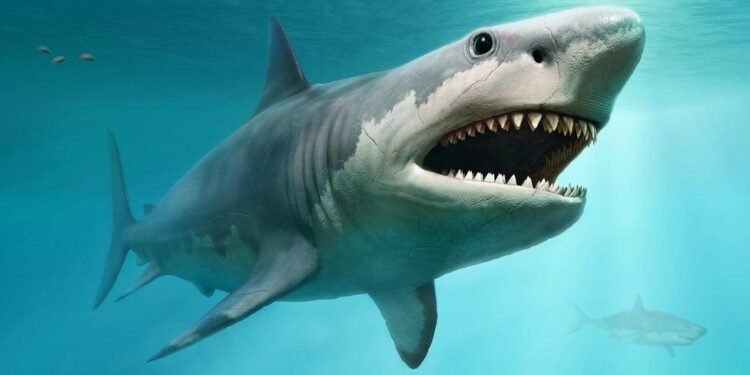 AUS – Esperance Residents Urge Action After Series of Fatal Shark Attacks