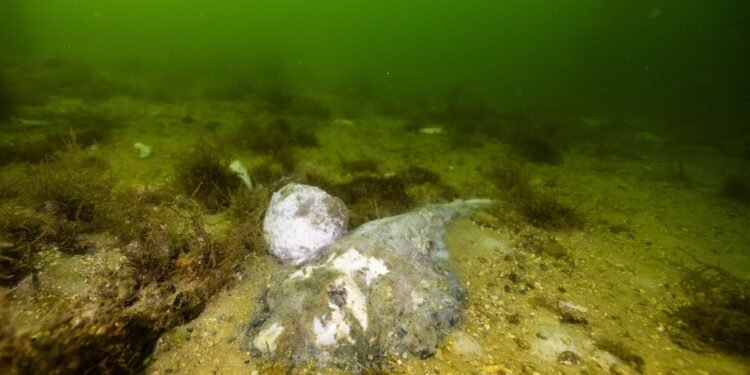 Australia – Toxic Algae Bloom in South Australia Declared Natural Disaster as Marine Life Perishes and Communities Suffer