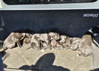 New Zealand – Litter of puppies dumped in Taranaki’s national park, DOC investigating