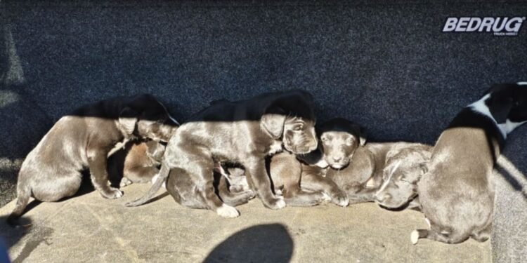 New Zealand – Litter of puppies dumped in Taranaki’s national park, DOC investigating